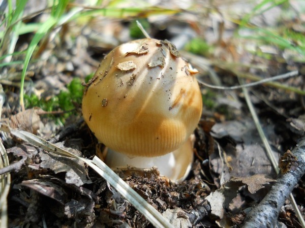 summer mushroom - My, Mushrooms, Summer, Russia, , Nizhny Novgorod Region