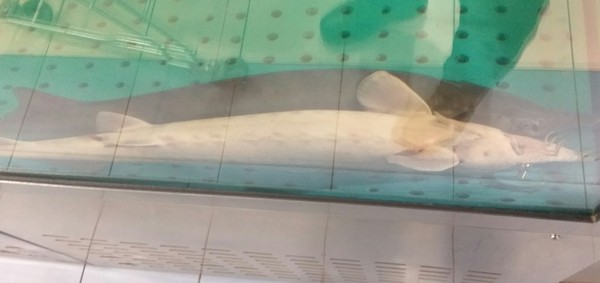 ! , , Spar