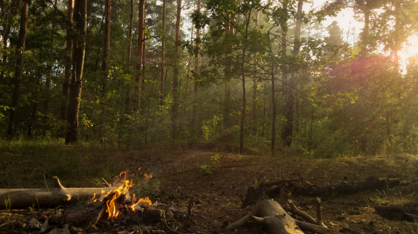 In the forest - My, Forest, Bonfire, Fire, Tree, The sun, Nature, Beams, Summer