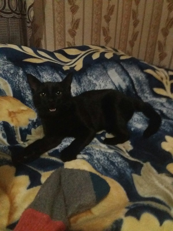 Myavka - My, Black cat, Animals, Plaid, Socks, cat