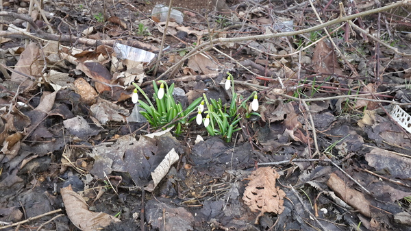 So the long-awaited spring has come to Sevastopol :) Spring warmth and good mood to all! - My, Snowdrops, Spring, Sevastopol, Heat, Snowdrops flowers
