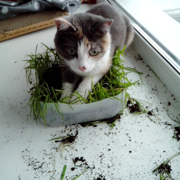 Grass, grass, grass! - My, cat, Grass, Land, Purity, Longpost