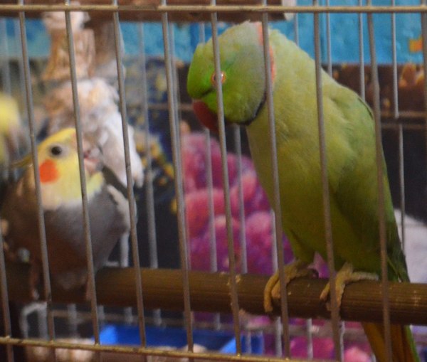 The story of a parrot - My, Necklace parrot, Lovebirds, Fisher's Lovebird, Longpost
