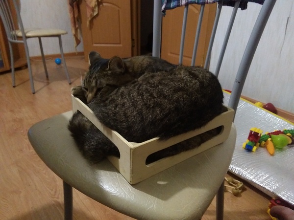 Just a cat in a box - Box and cat, cat