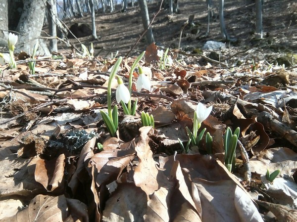 And we already have snowdrops in the mountains blooming - My, Snowdrops, Crimea, Spring, The mountains, Forest, Snowdrops flowers