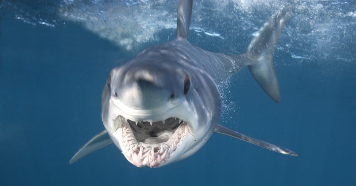 Нападение акулы на мальдивах. Рифовые акулы на Мальдивах. Акула мако нападение на человека. Большая белая акула. Акулы на Мальдивах опасны.