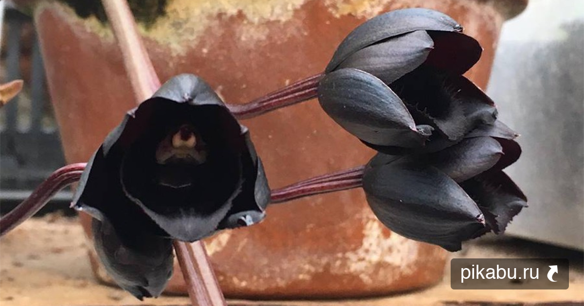 В Москве расцвела самая черная орхидея в мире | Пикабу