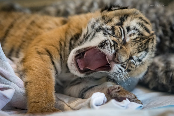 Tiger cuteness, three weeks old, three pieces =) - Tiger, Zoo, Cincinnati, Children, Longpost