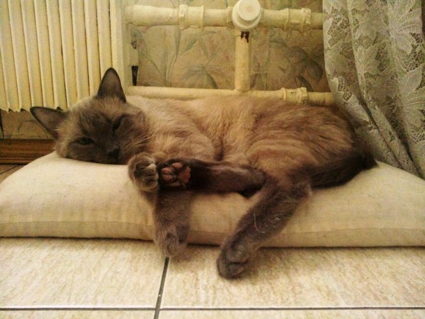 Tai folded his paws elegantly - My, cat, Battery, Pillow