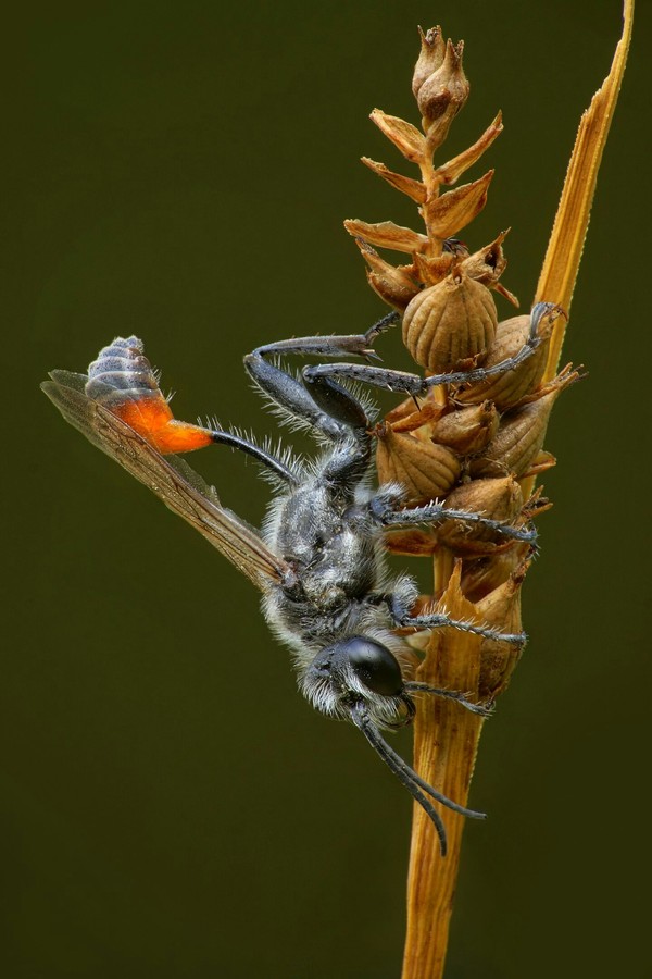 Awakening the hunter - Awakening, Wasp, Hunter