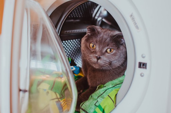 Cats in the porthole - My, cat, Washing machine, Porthole