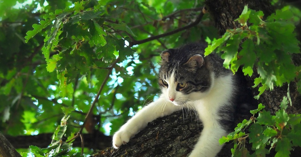 День кота ученого. Кошки на дереве. Кот на дубе. Кошка сидит на дереве. Кот возле дерева.