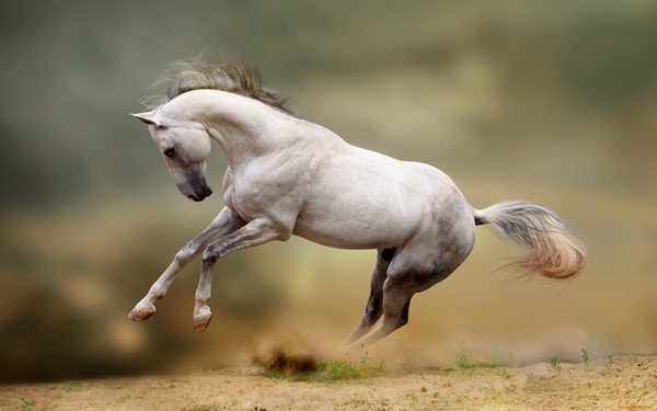 Wonderful animal world! - Gallop, Horses, The photo, Animals, A selection, Longpost