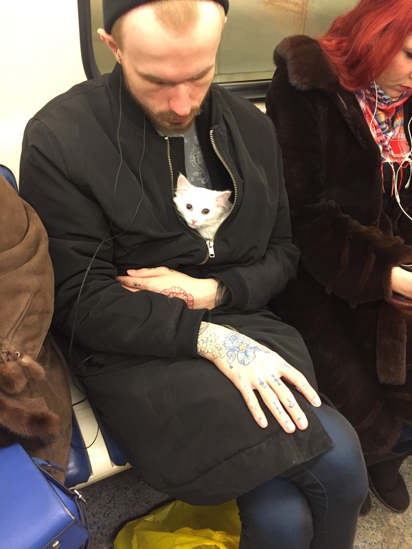 It's great when you have your big man - Longpost, Fluffy, Kindness, cat, Hipster, Moscow Metro