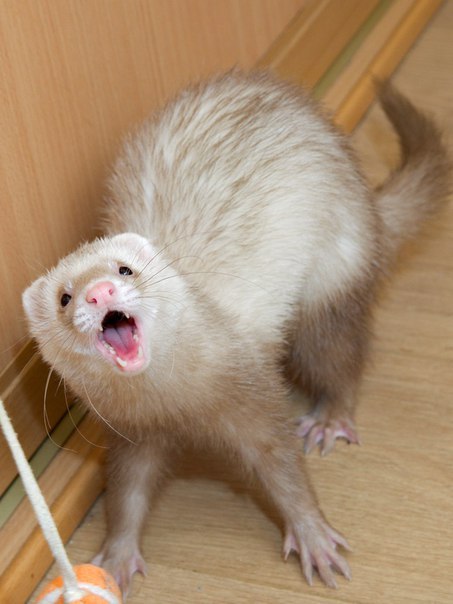 New pet. - Ferret, The hosts, Need advice, Animals, Longpost