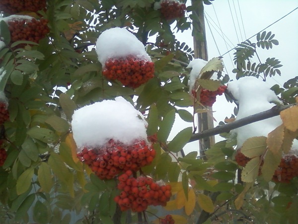 Summer in winter - My, Summer, Winter, Rowan, Unusual