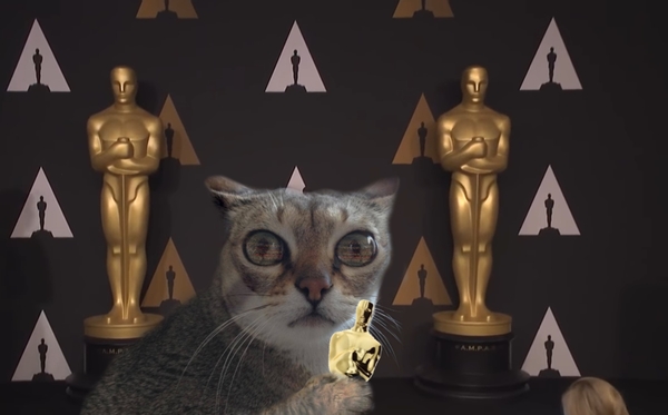 Congratulations! - Emma Stone, Oscar, cat