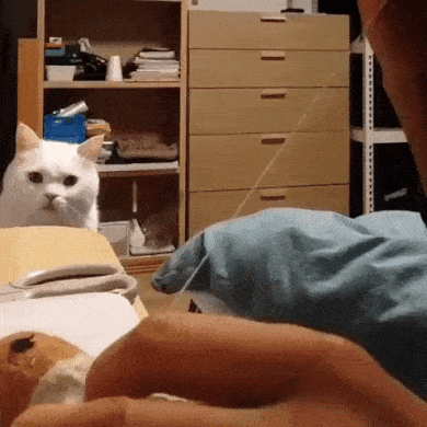 When your favorite toy is sewn up - GIF, cat, Toys, Attention