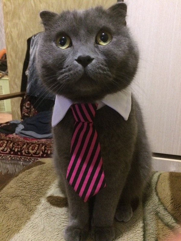 In new clothes - My, cat, Tie