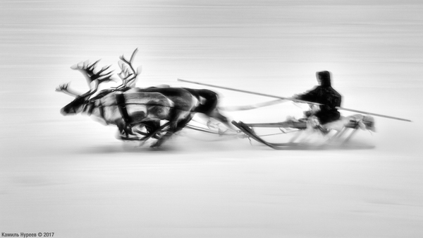 Racing with the wind! - My, Yamal, Tundra, Russia, Canon, Nenets, Deer, Black and white, The photo, Deer