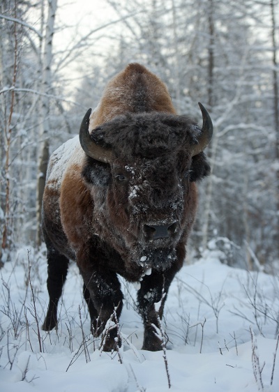 From Canada to Yakutia, bison returned to their prehistoric homeland - Yakutia, Buffalo, , Canada, Interesting, Story, The photo, Longpost