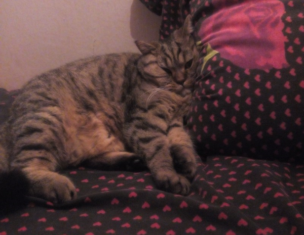 ������� ����