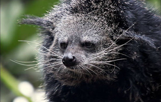 Strange strange creature. - Animals, The photo, Binturong, Milota