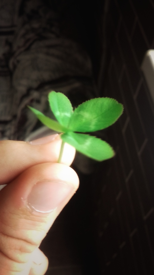 Good luck everyone! - My, Spring, , The photo, Four-leaf clover, Luck