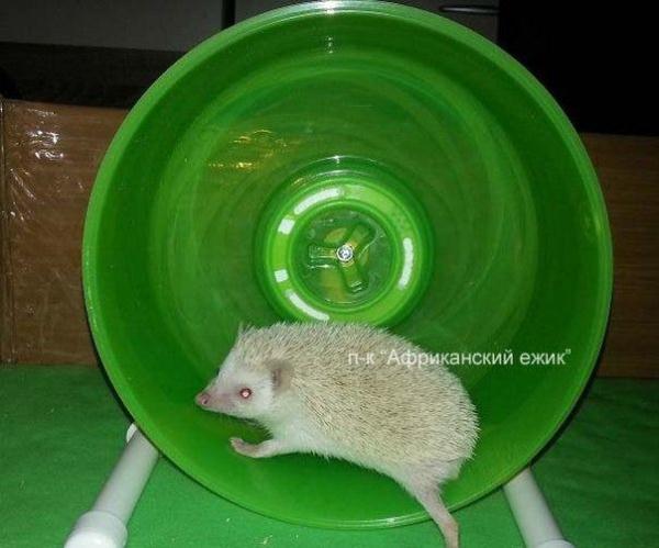 Hedgehog Gauguin. Part 2. Features of the content - My, African pygmy hedgehog, Hedgehog, Pets, , GIF, Longpost