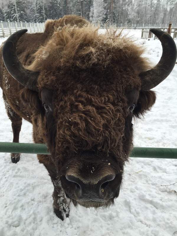 Belovezhskaya Pushcha - My, Bison, Republic of Belarus, Animals