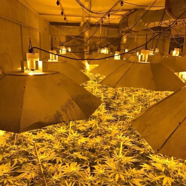 In the UK found a plantation of marijuana in a nuclear bunker (3 photos) - Police, Longpost, Bunker, Marijuana