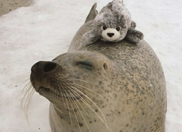 Seal with a toy - The photo, Seal, Soft toy