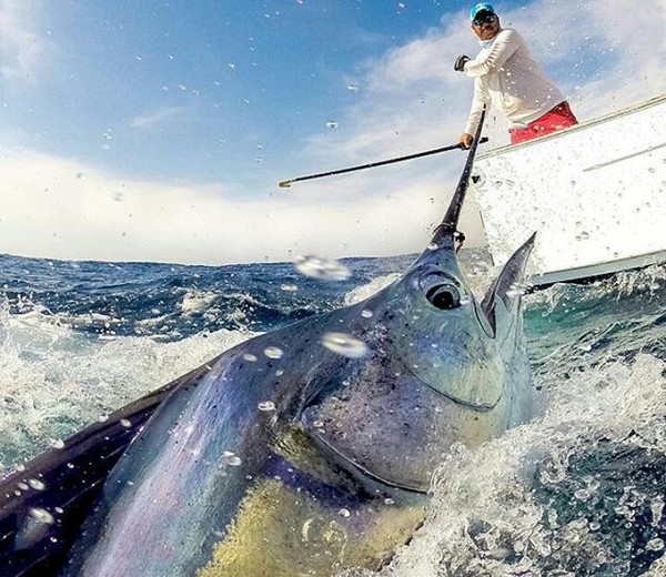 Good catch - Fishing, The photo, Ocean, Catch