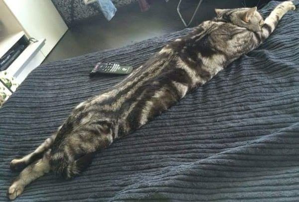 Супер кот лежит на помощь