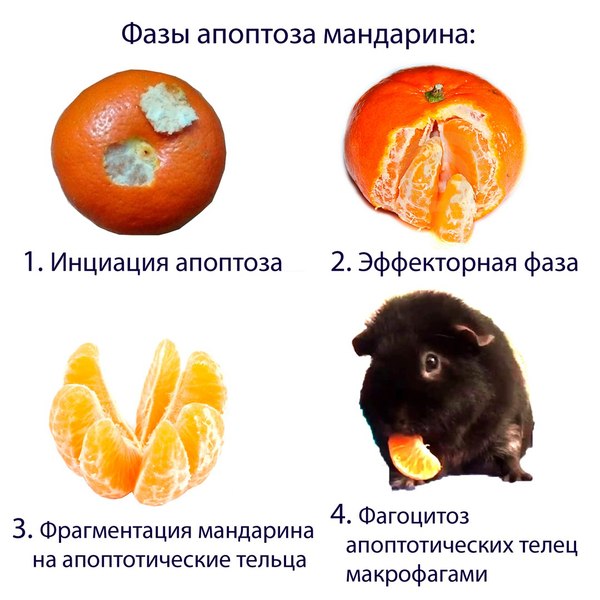 Phases of mandarin apoptosis - The medicine, Histology, The science, Humor, Guinea pig, Apoptosis