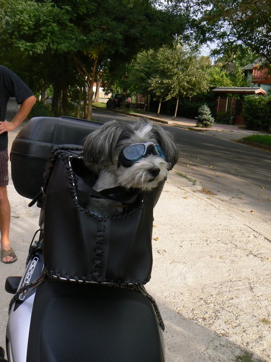 Biker - My, , My, Dog, Glasses, Moto