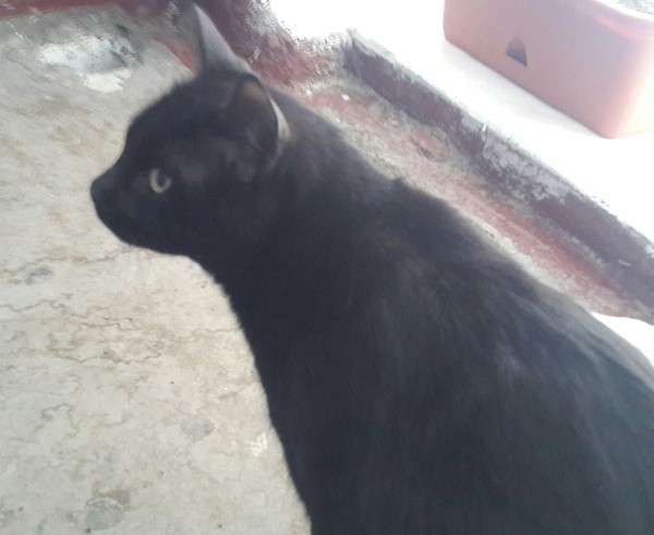 Affectionate cat is looking for new owners. - My, Cat looking for a home, Black cat, Khabarovsk, cat, Lost, , In good hands, Help