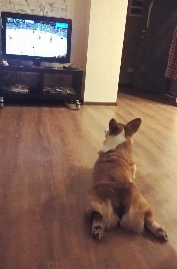 Sports lover - My, Dog, Corgi, , Sport, Болельщики, Milota