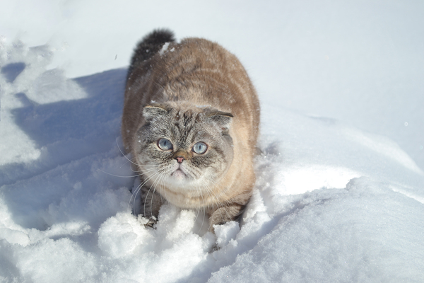 Cat photoset with the last snow - My, Longpost, Spring, Winter, Snow, Scottish lop-eared, cat