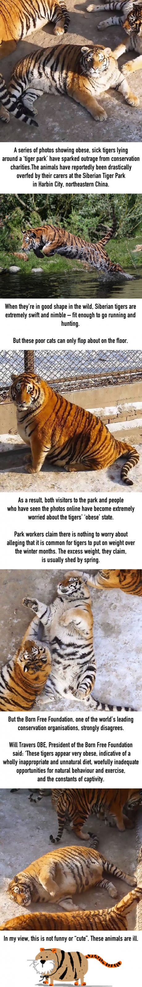 The Amur tigers got fat for some unknown reason, but you didn't. - Longpost, Tiger, Zoo, China, Thick, English language, Thick