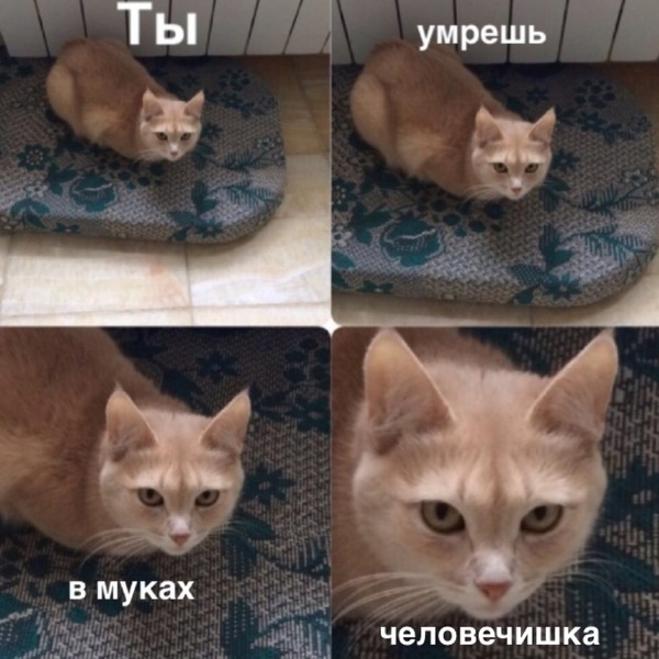 Когда слишком много тискают - Кот, Моё, Моё, Злость, День кошек, Коты захватят мир