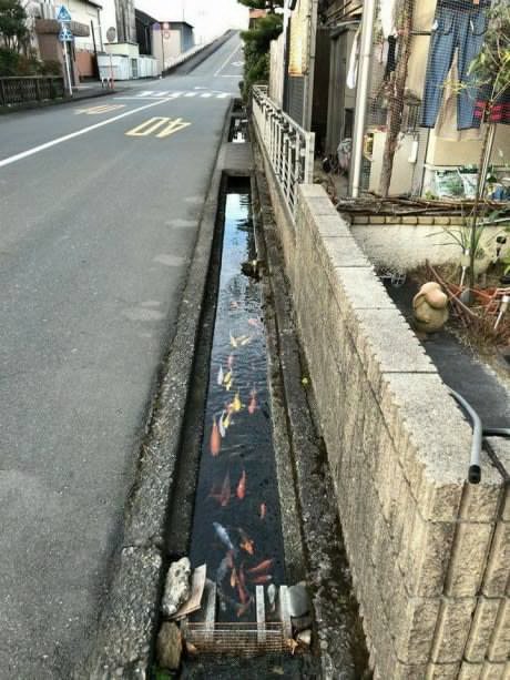 Fish live in some ditches in Japan - Japan, Ditch, A fish, 9GAG