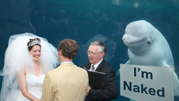 White whale ruined the wedding photo - White Whale, Wedding, The photo, Longpost