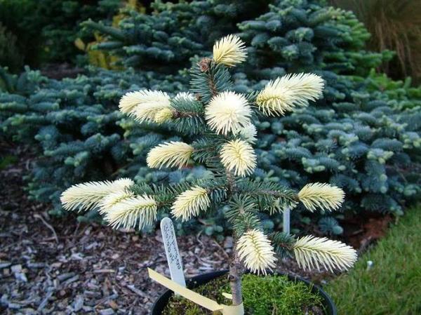 Planting and caring for prickly spruce Belobok - , Landscape, Landscape design, Christmas trees, Longpost