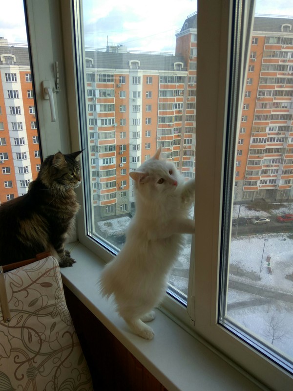 My cats, Yasha and Tisha - My, Kurilian Bobtail, Maine Coon, Longpost, cat