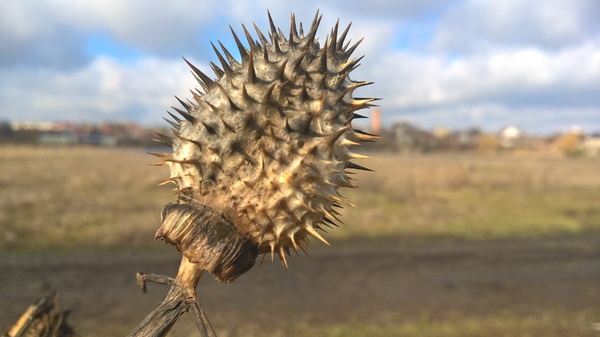 Thorn - My, Prickles, Lumia 640, The photo