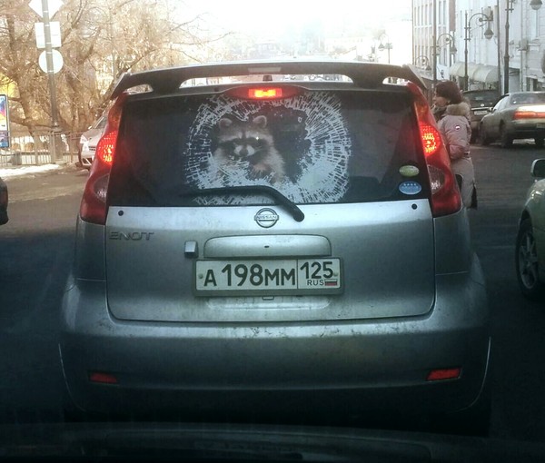 Raccoons. - Car, Raccoon, Vladivostok