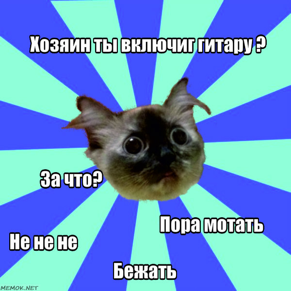 Hello everyone, this is Dosya and she is the Glitch_Doska meme - cat, Memes, , Addiction, Longpost