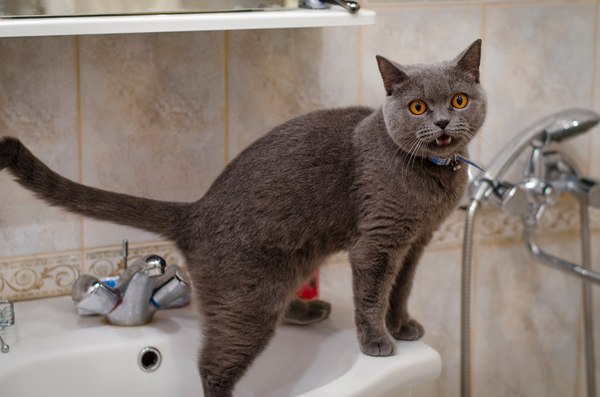Wateryyyy - My, cat, Thirst, Tap water, Water