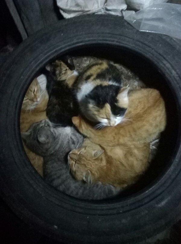 How my Kittens wintered :) - My, , Winter, Are warming up, cat